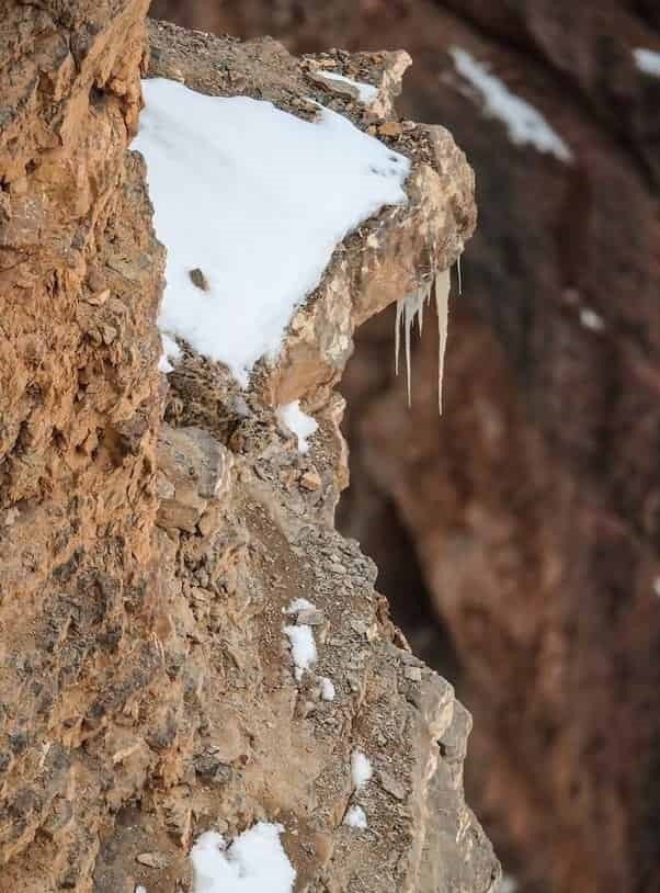 Hidden Snow Leopard