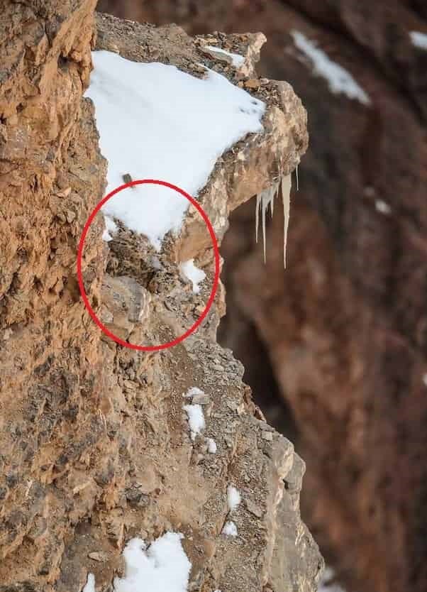 Hidden Snow Leopard