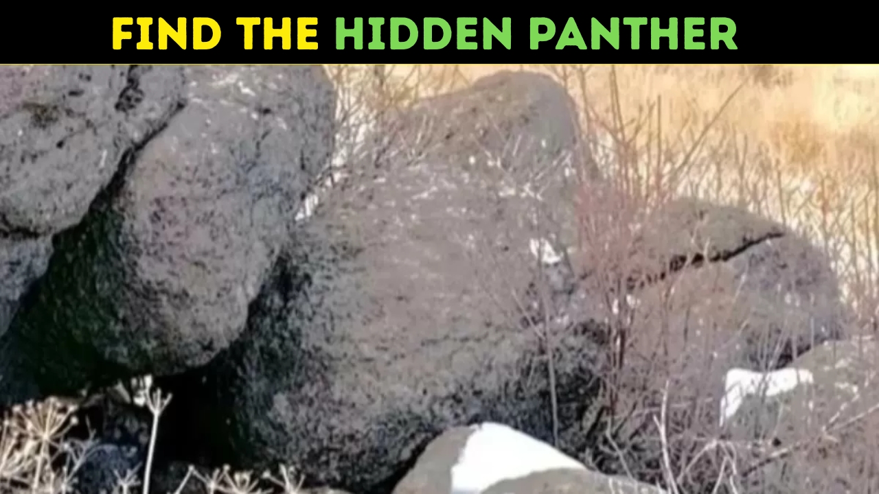 Find the Hidden Panther