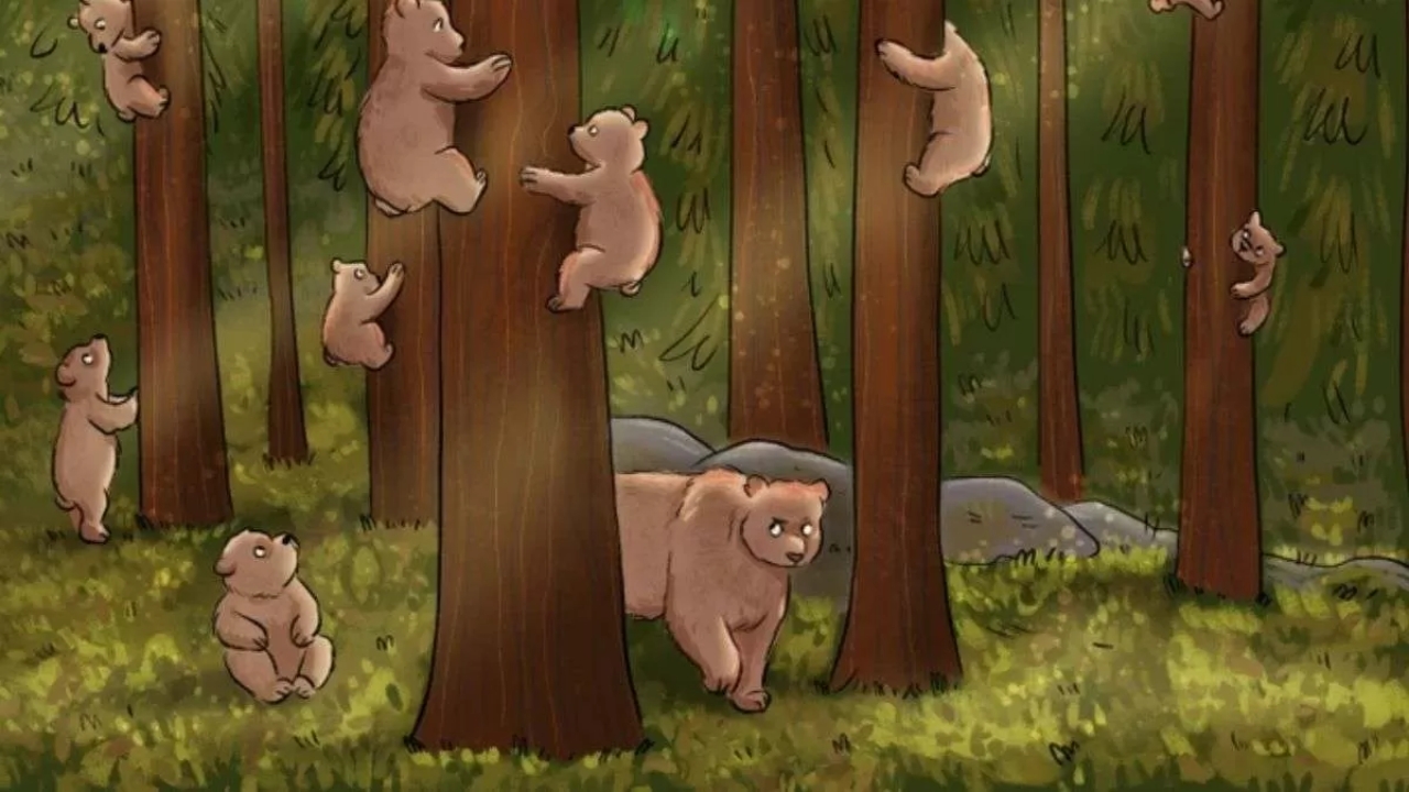 Find Who Is Not A Bear