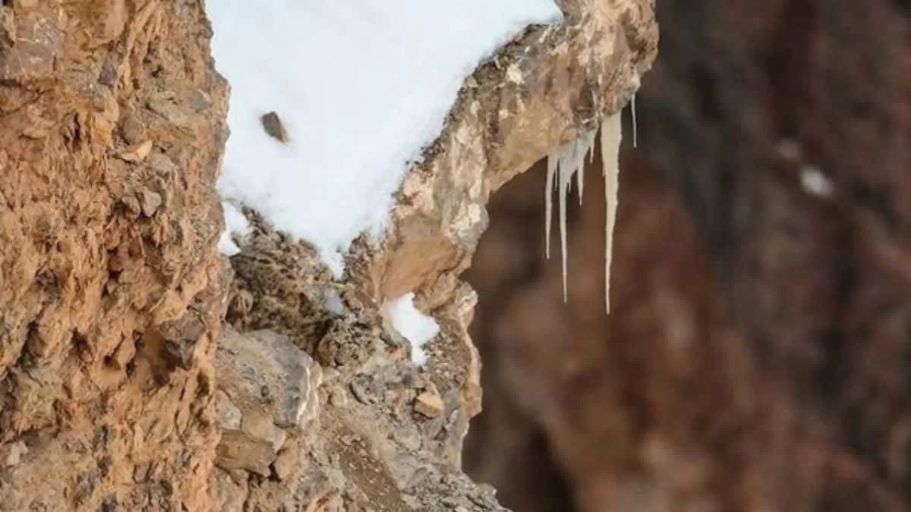 Hidden Snow Leopard