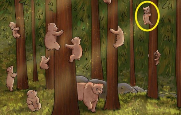Find Who Is Not A Bear 