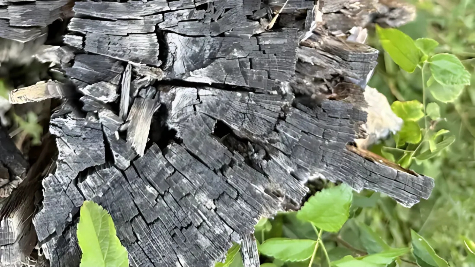 Find the Hidden Frog
